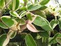 Wax Plant / Hoya carnosa II